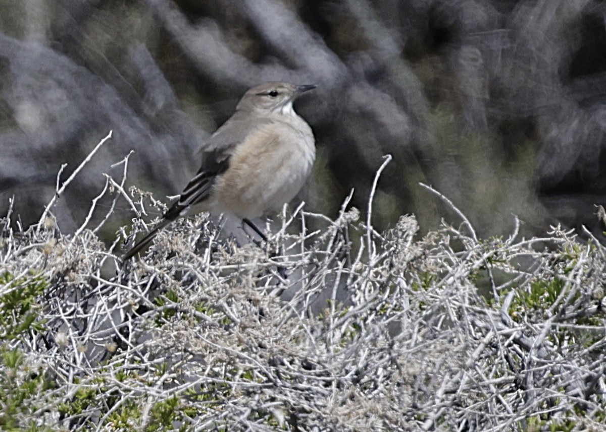 ネズミモズタイランチョウ - ML644389023