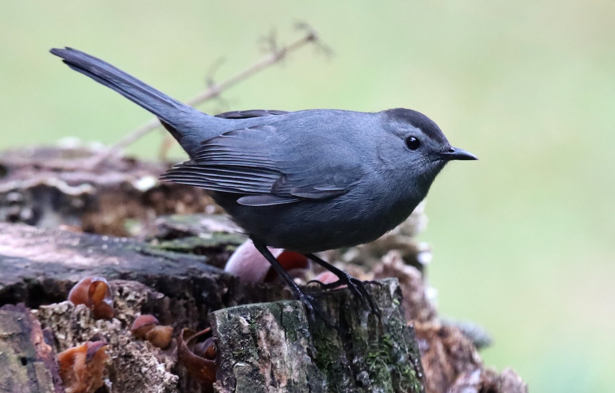 Moqueur chat - ML644389024