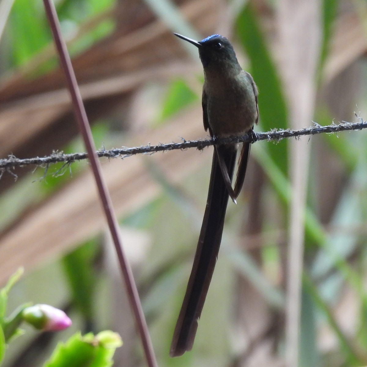Violet-tailed Sylph - ML644389026