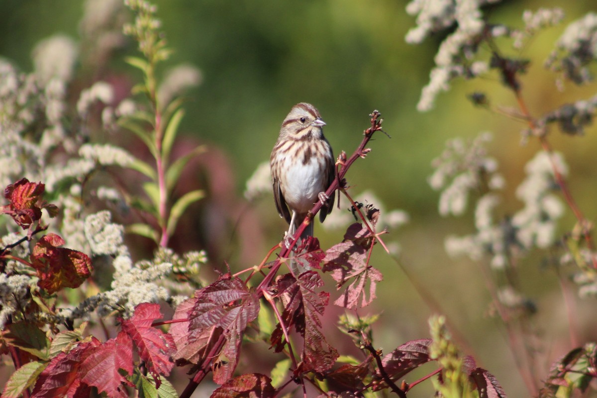 Song Sparrow - ML644389032