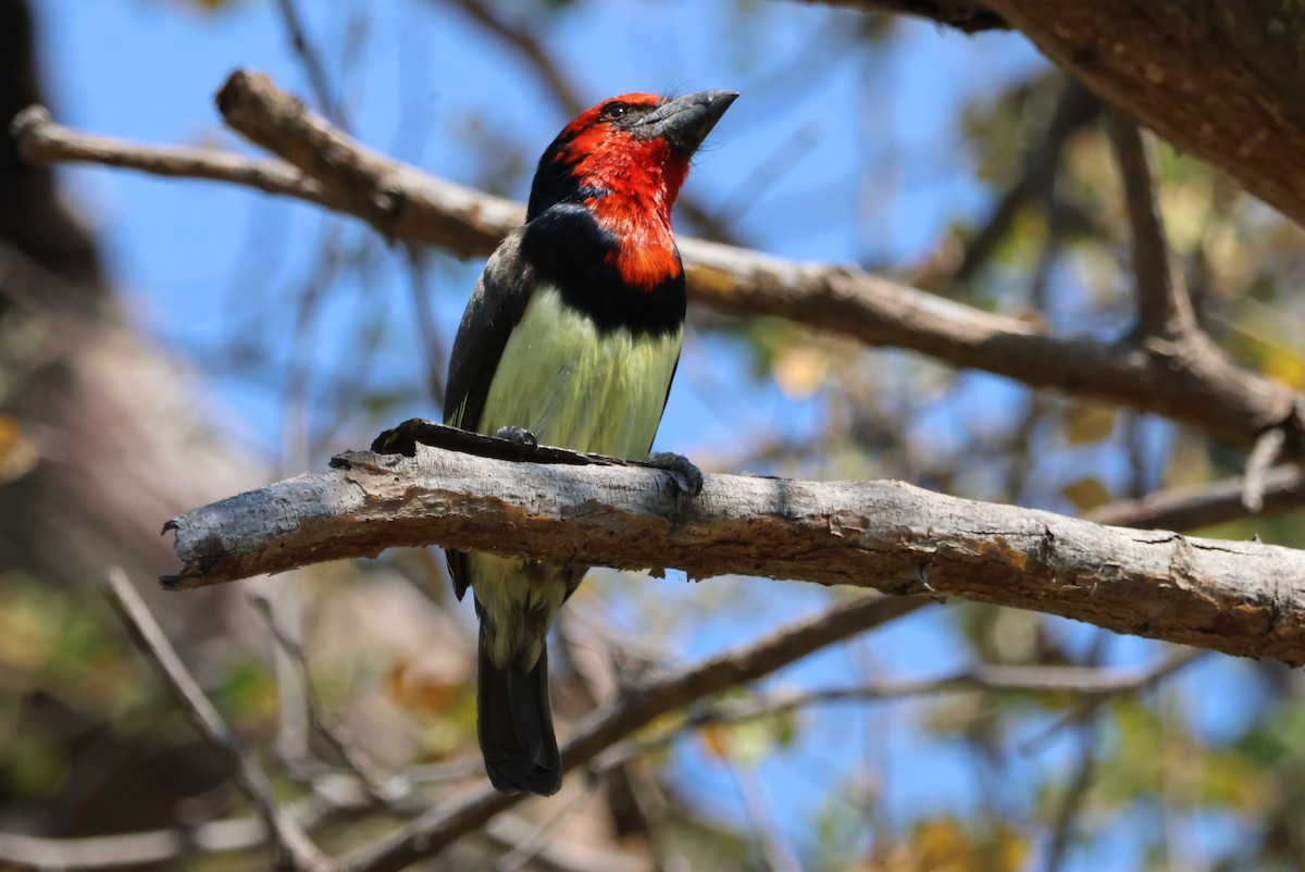 Kara Kolyeli Barbet - ML644389033