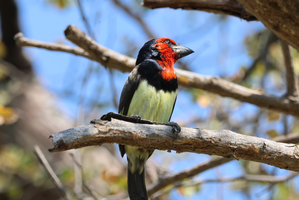 Kara Kolyeli Barbet - ML644389034