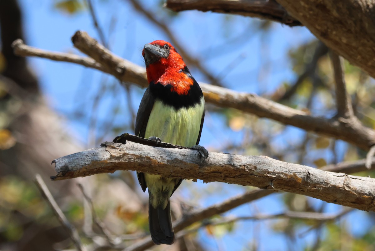 Kara Kolyeli Barbet - ML644389035