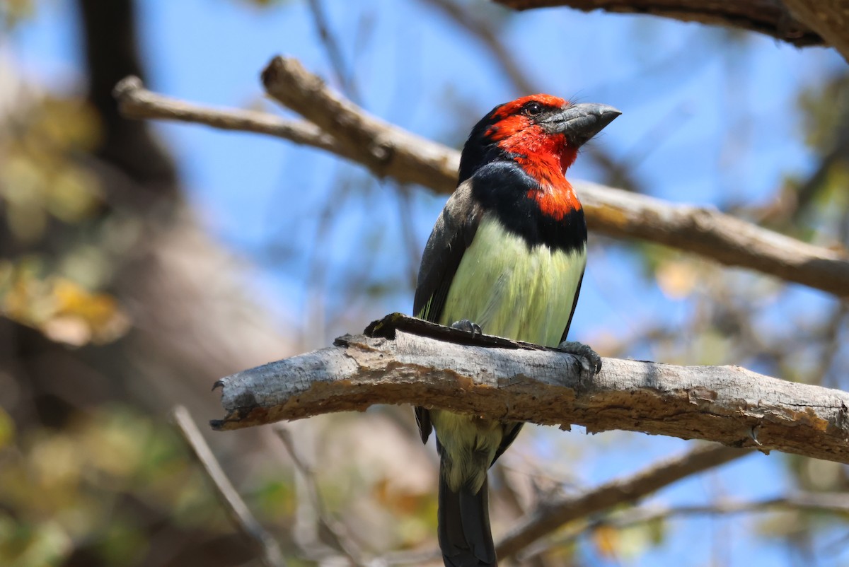Kara Kolyeli Barbet - ML644389036