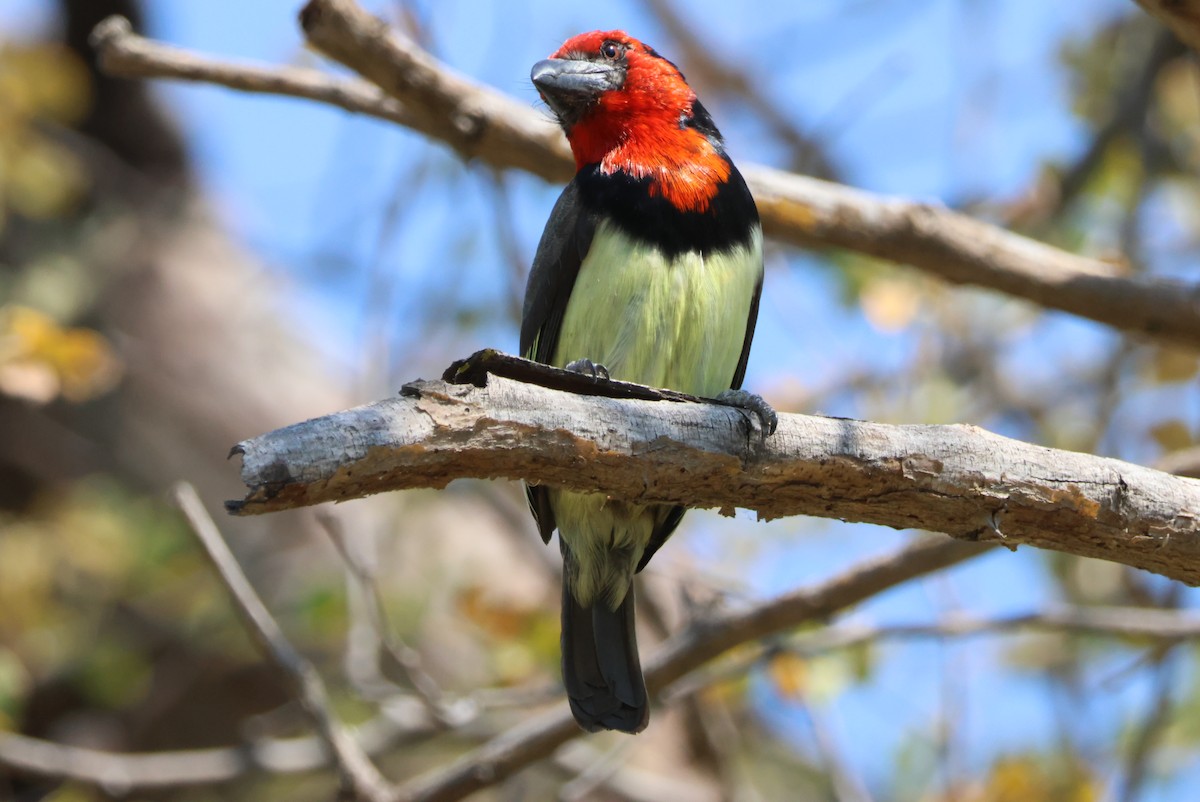 Kara Kolyeli Barbet - ML644389037