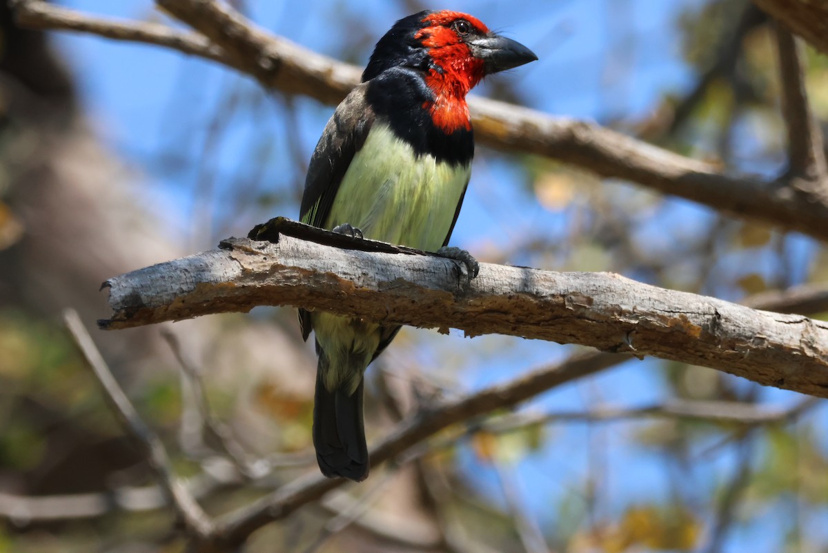 Kara Kolyeli Barbet - ML644389038