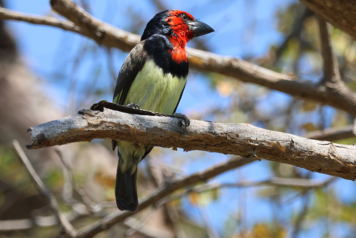 Kara Kolyeli Barbet - ML644389039