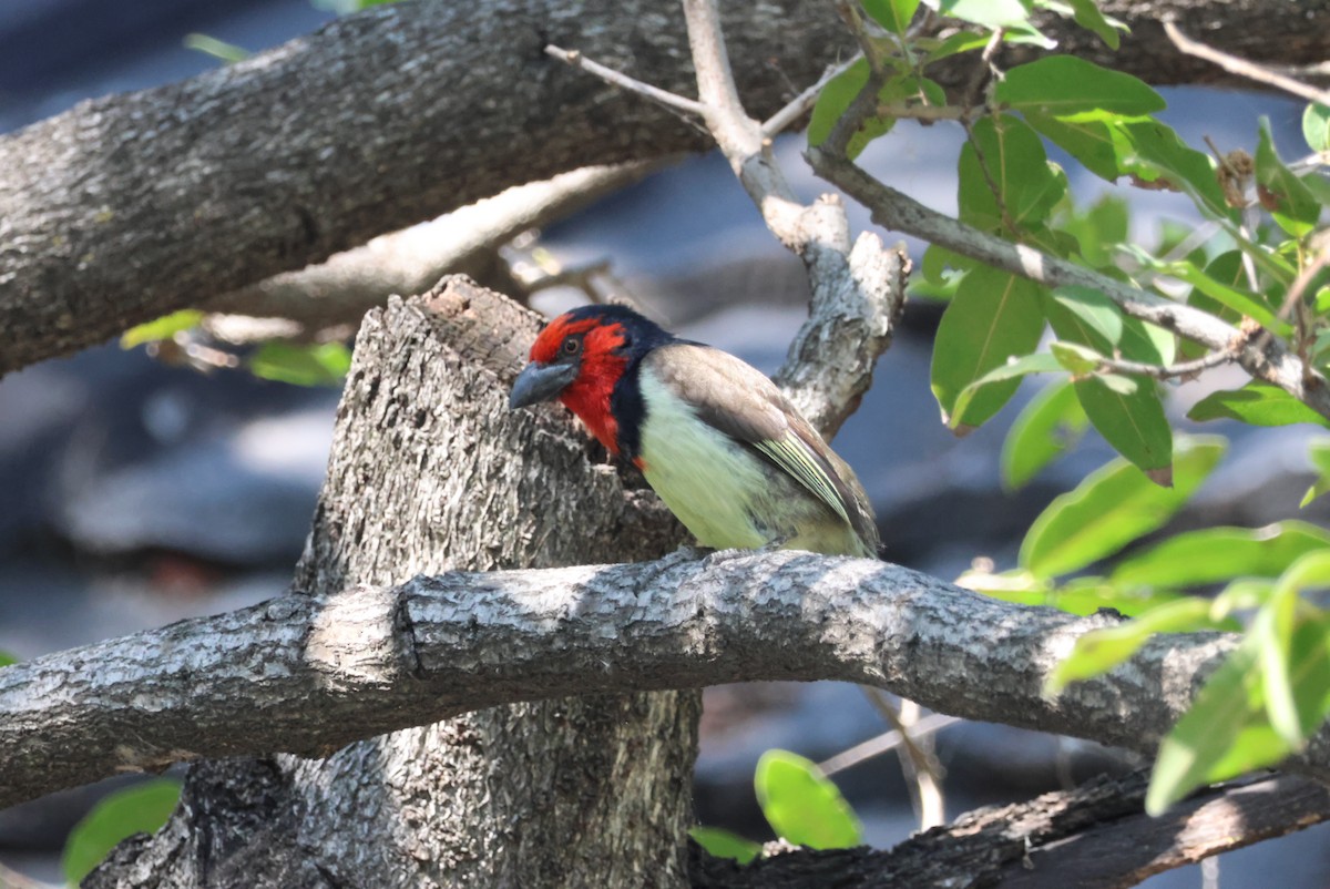 Kara Kolyeli Barbet - ML644389040