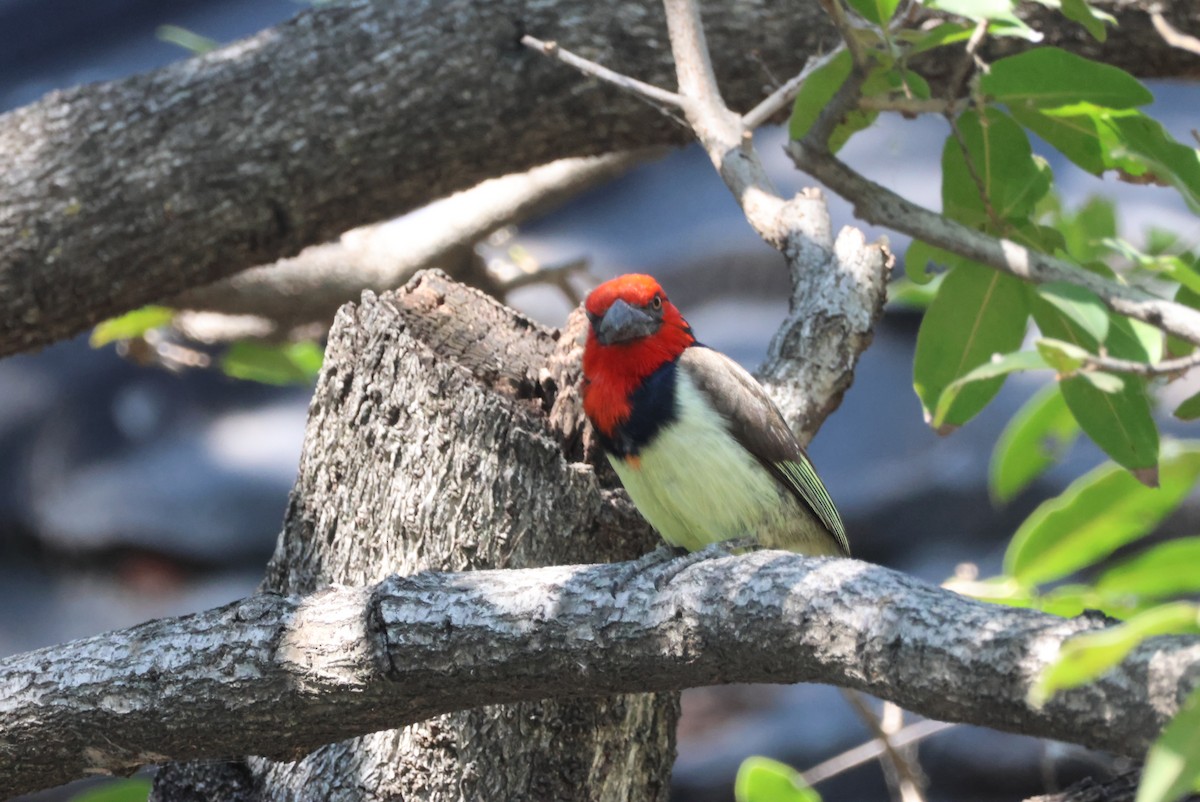 Kara Kolyeli Barbet - ML644389041