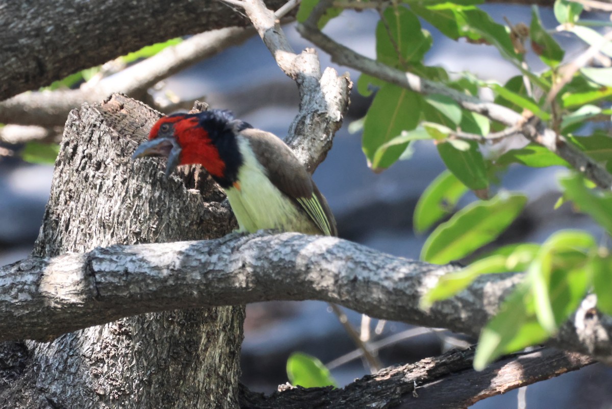 Kara Kolyeli Barbet - ML644389042