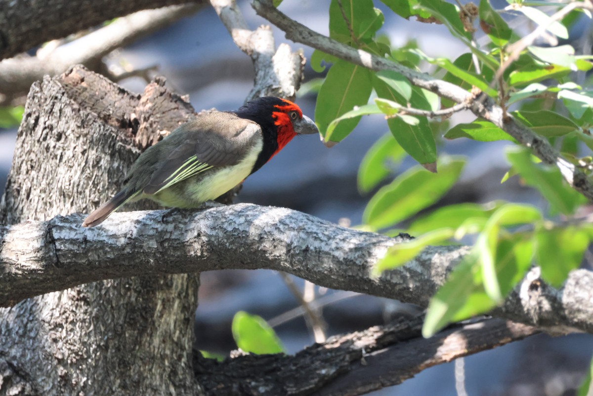 Kara Kolyeli Barbet - ML644389043