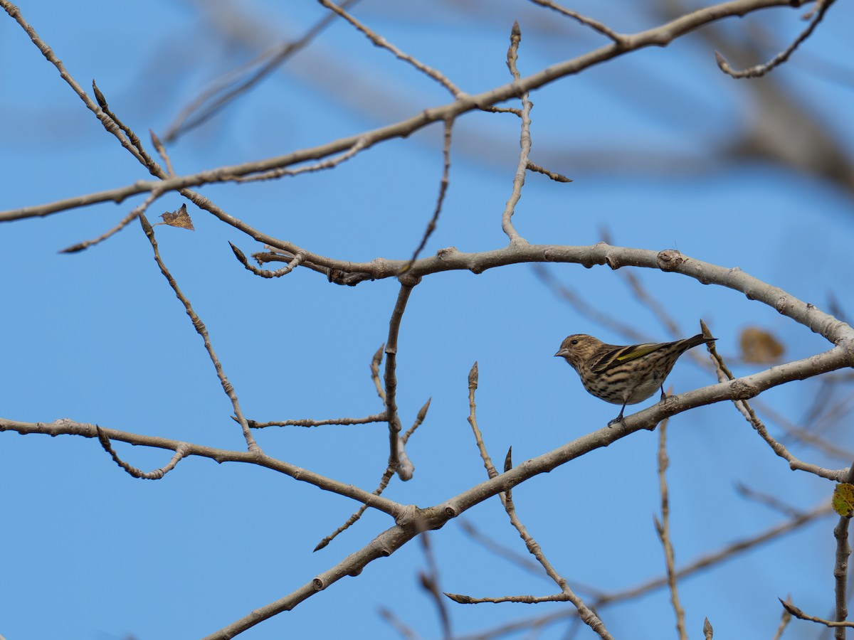 čížek severoamerický - ML644389049