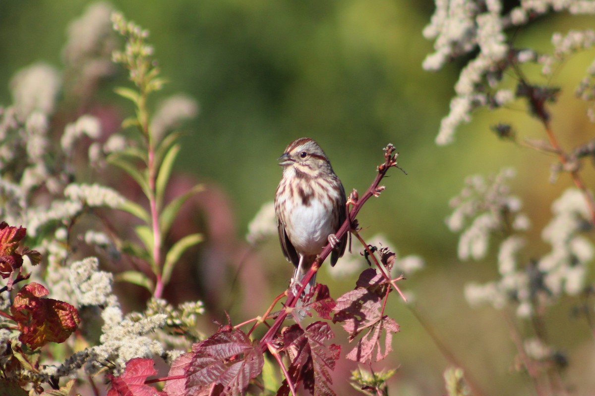 Song Sparrow - ML644389055