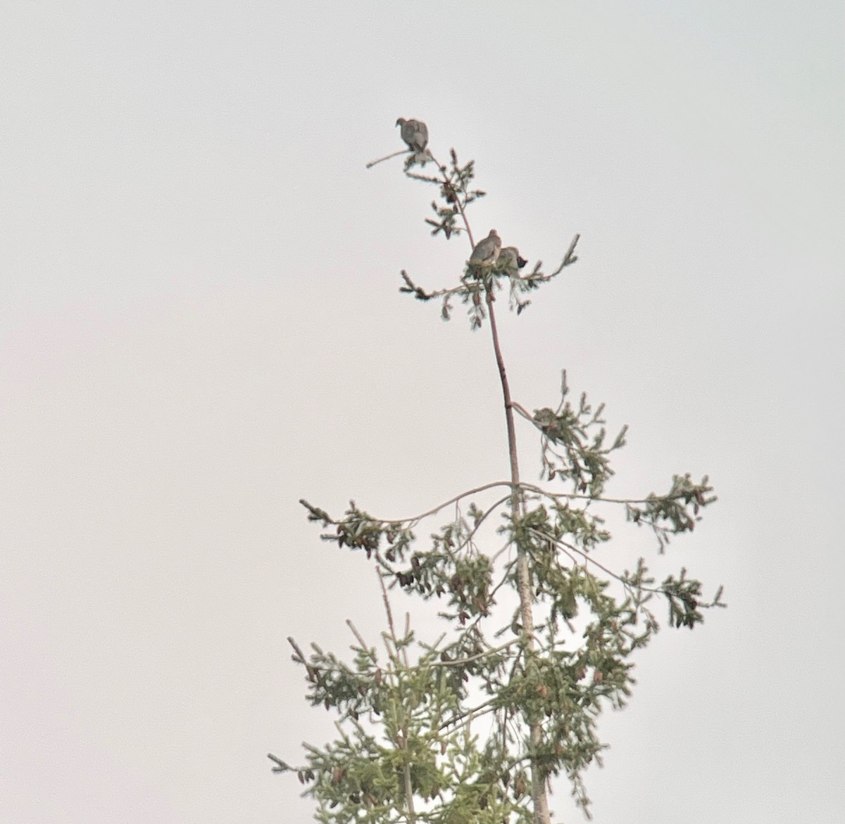 Band-tailed Pigeon - ML644389064