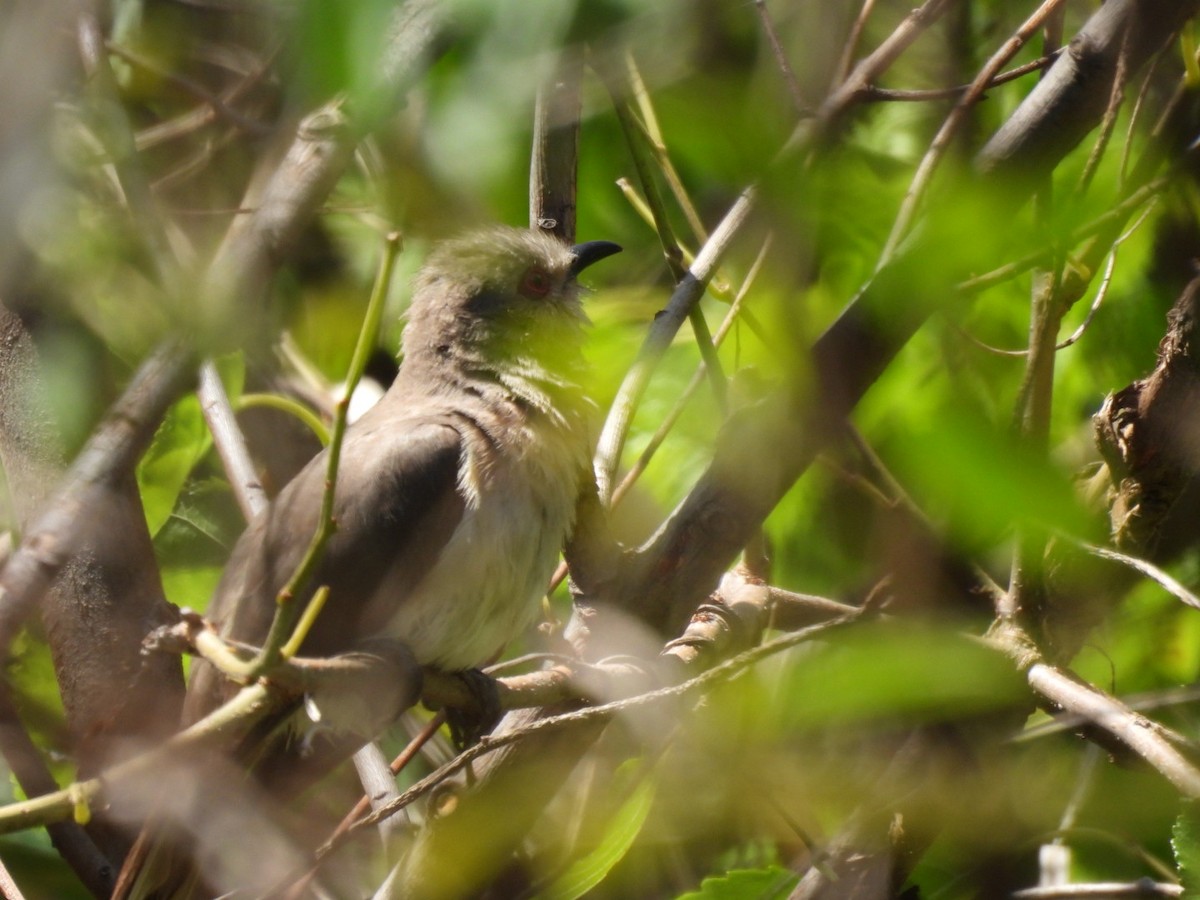 Graukehlkuckuck - ML644389066