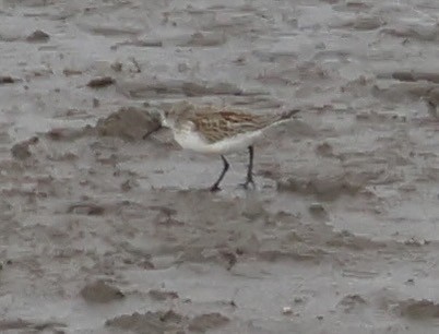 beringsnipe - ML644389072