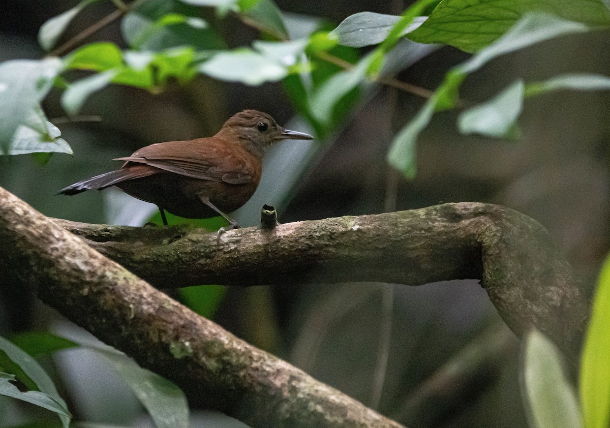 Gray-throated Leaftosser - ML644389075