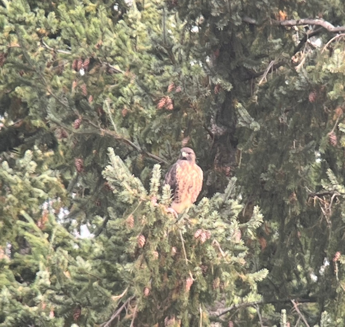 Red-tailed Hawk - ML644389084