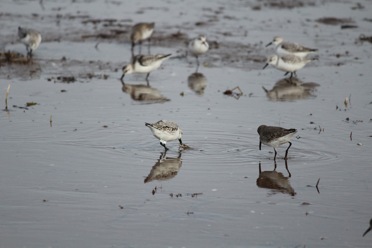 Sanderling - ML644389107