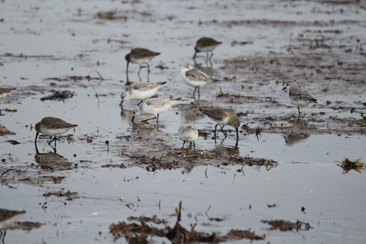 Sanderling - ML644389108