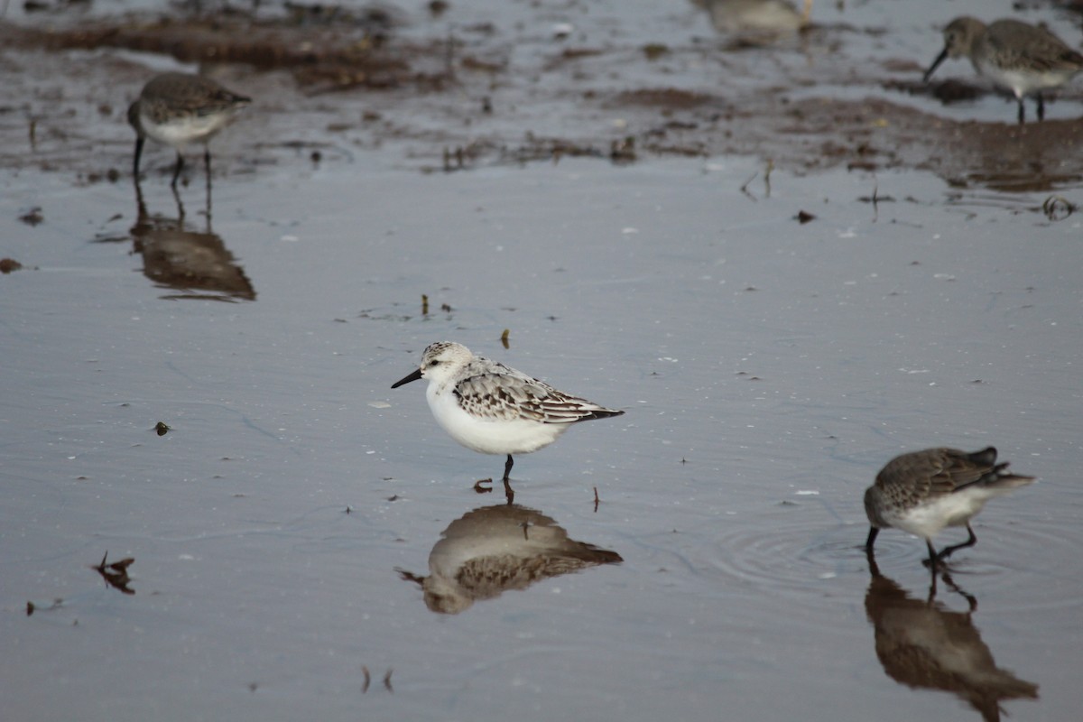 Sanderling - ML644389109