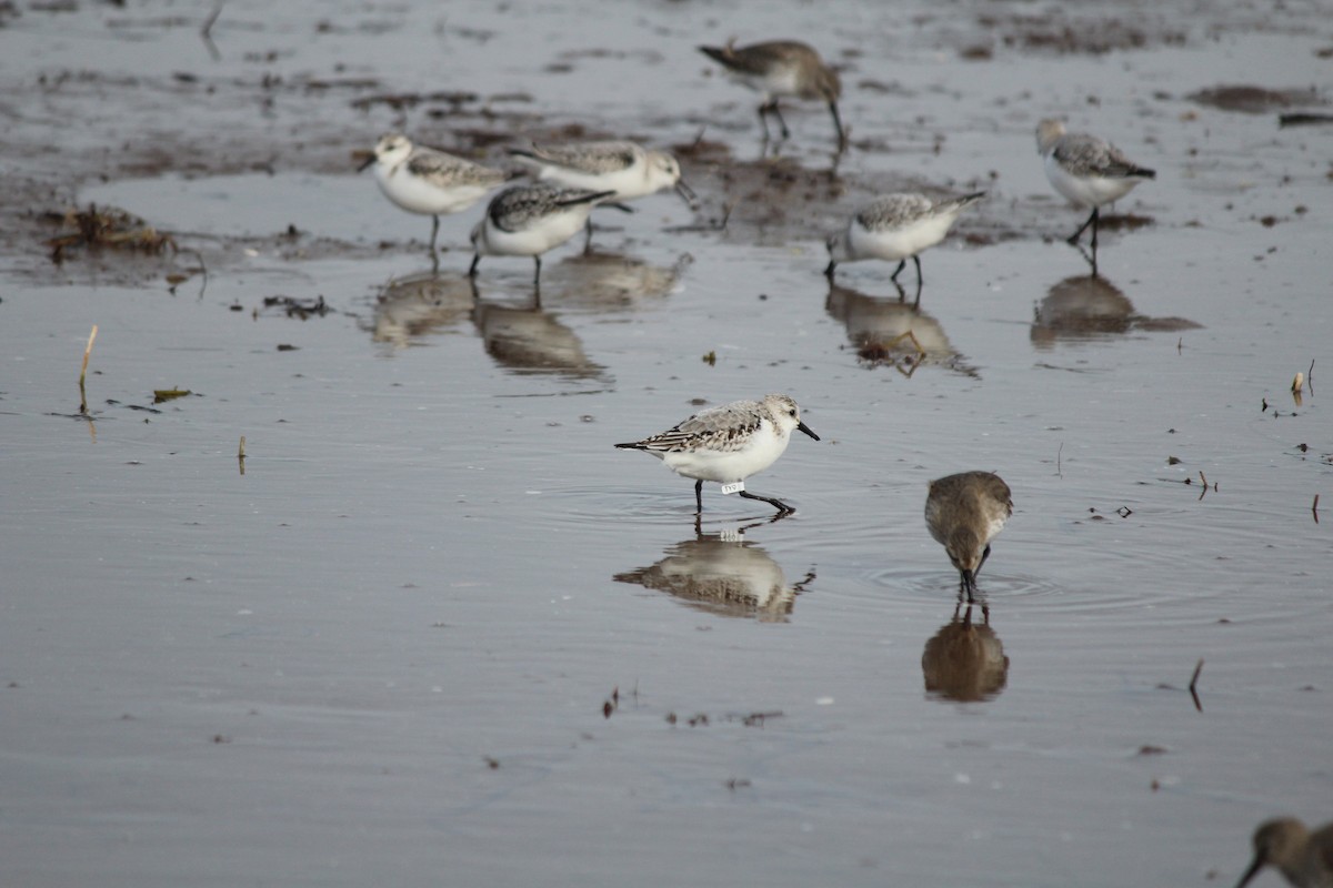 Sanderling - ML644389110