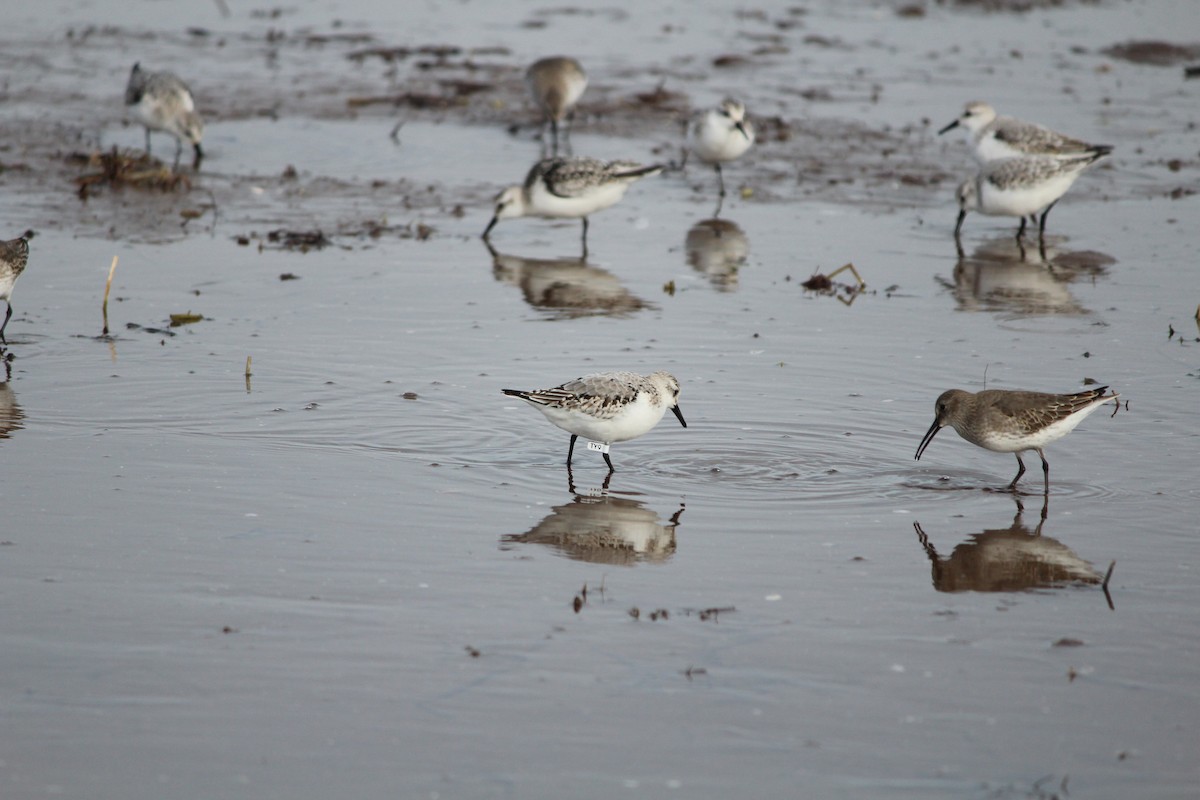 Sanderling - ML644389111