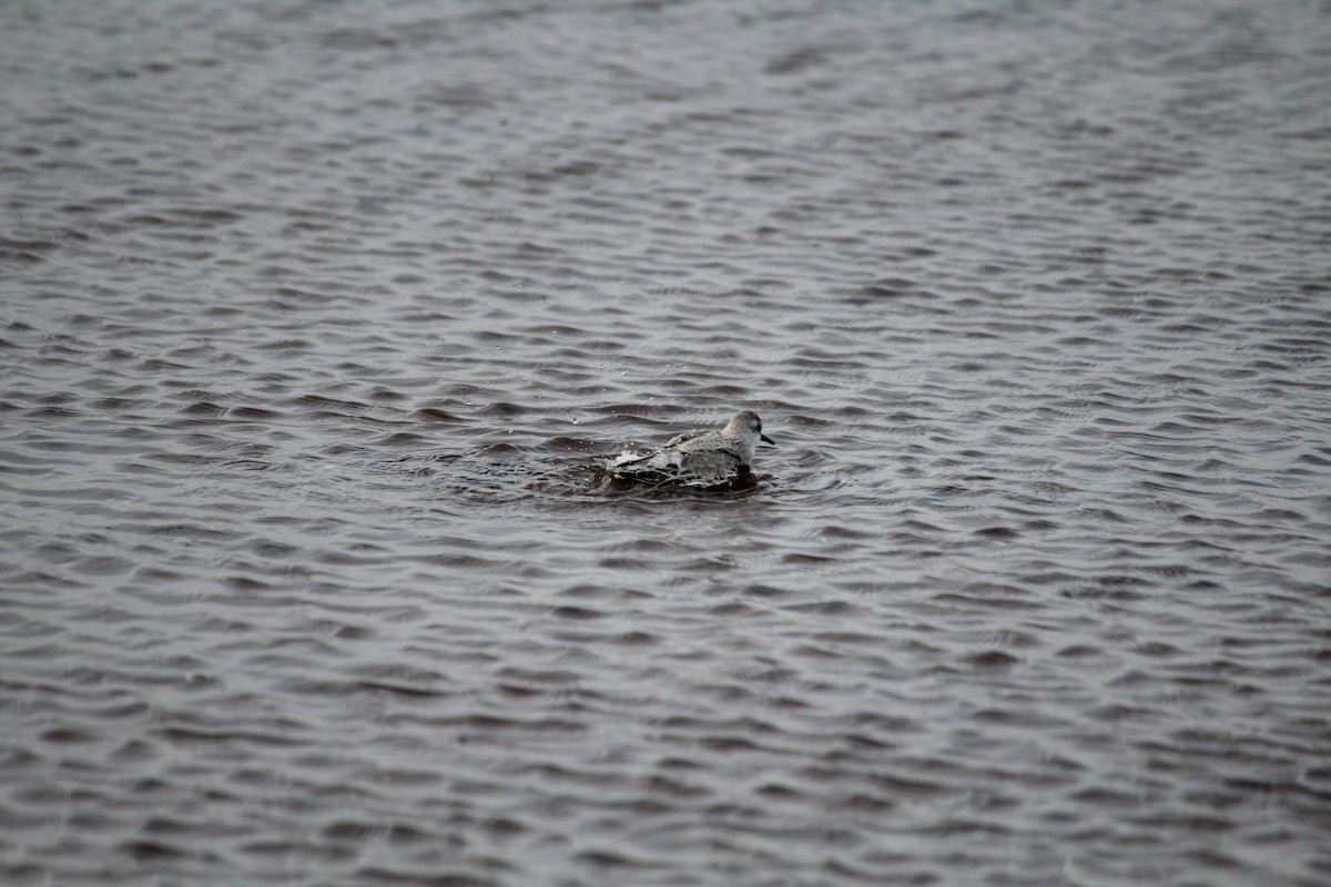 Sanderling - ML644389113