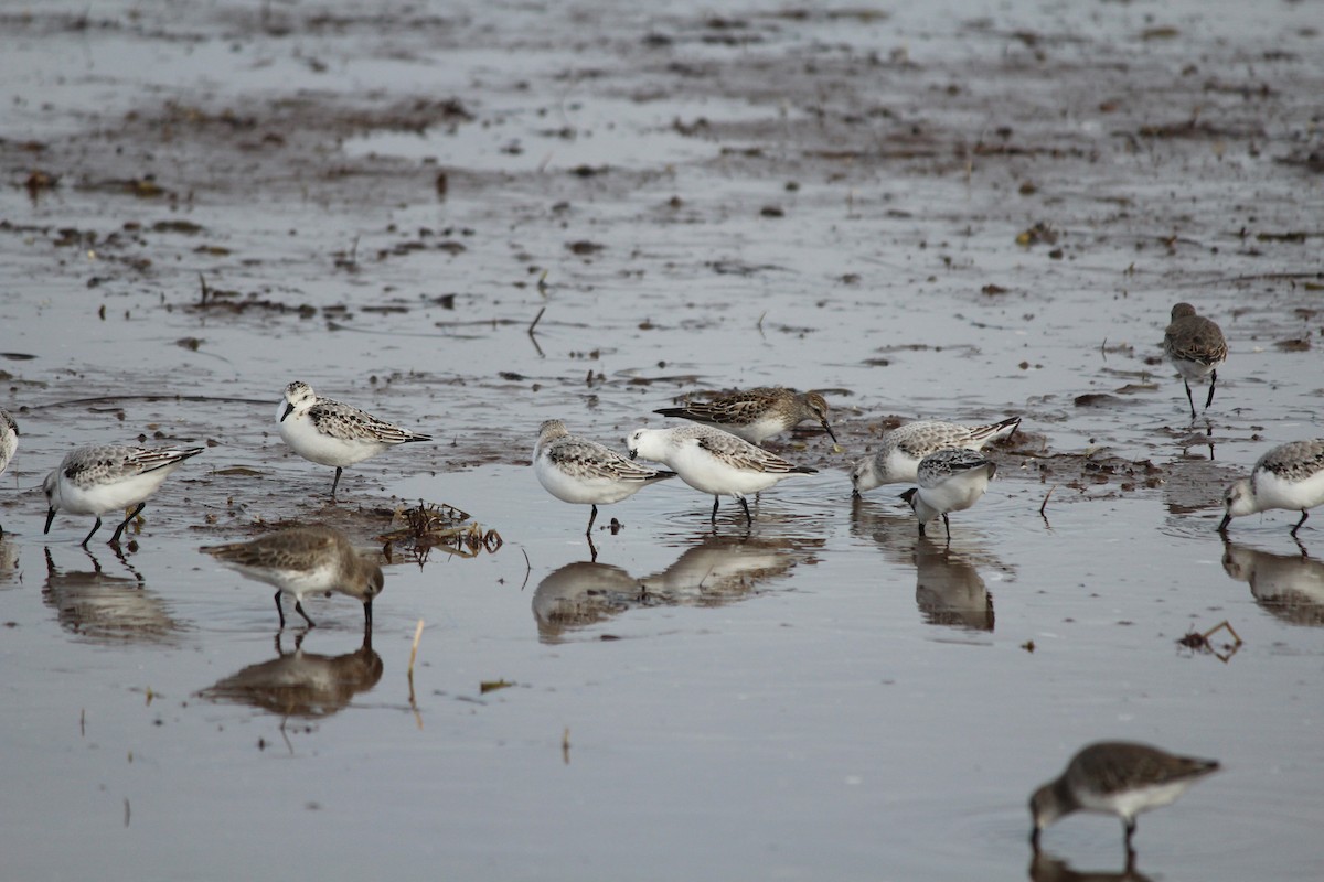 Sanderling - ML644389114