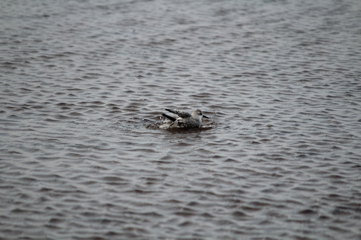 Sanderling - ML644389115