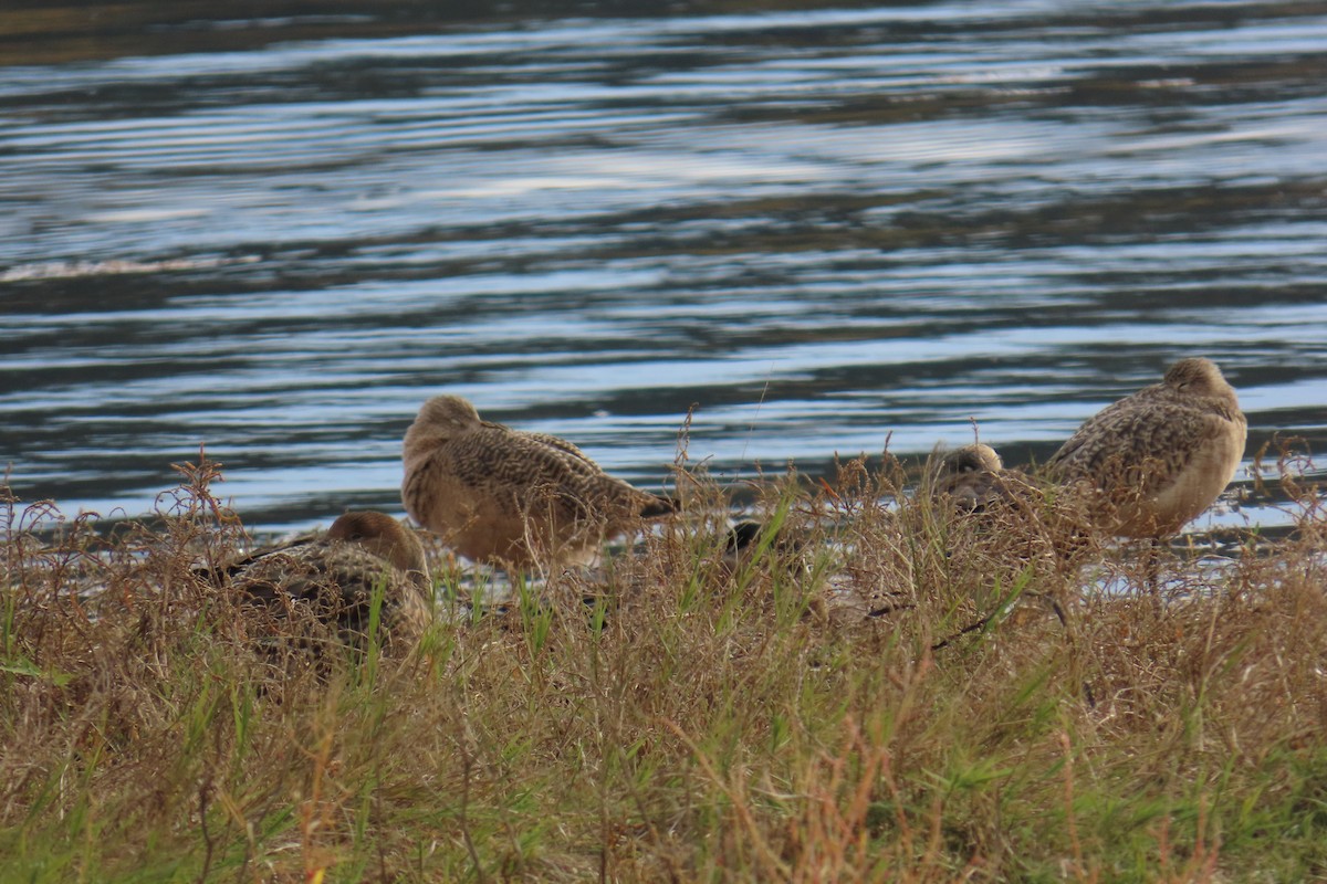 アメリカオオソリハシシギ - ML644389124