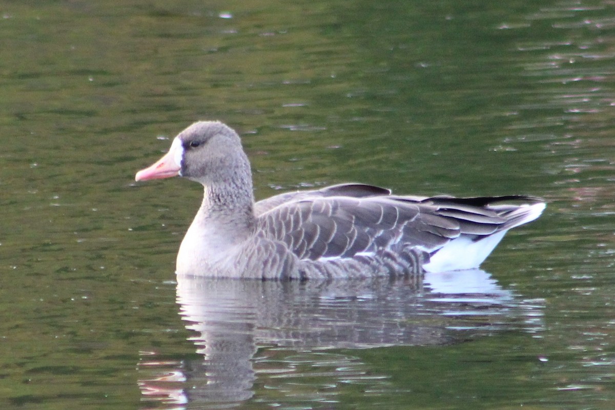 Greater White-fronted Goose - ML644389136