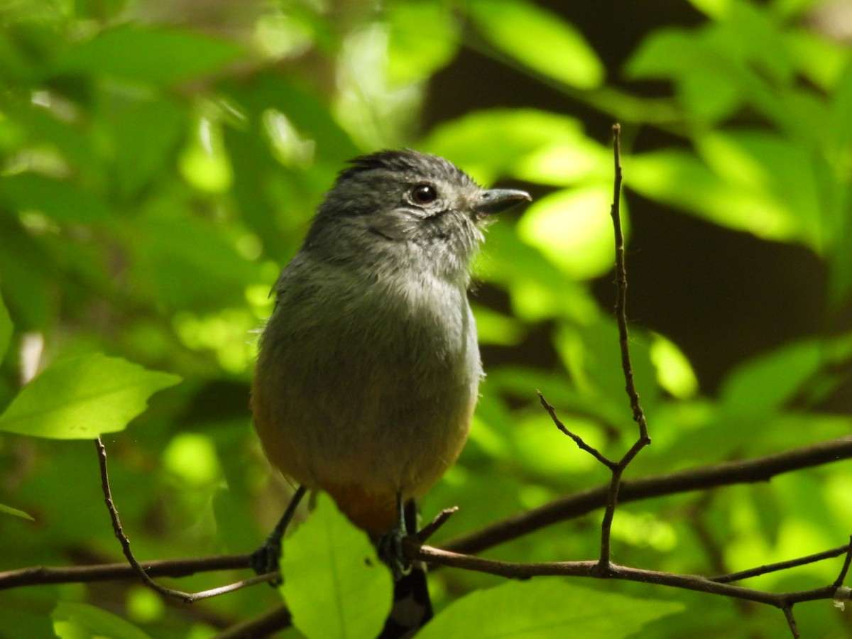 Variable Antshrike - ML644389141