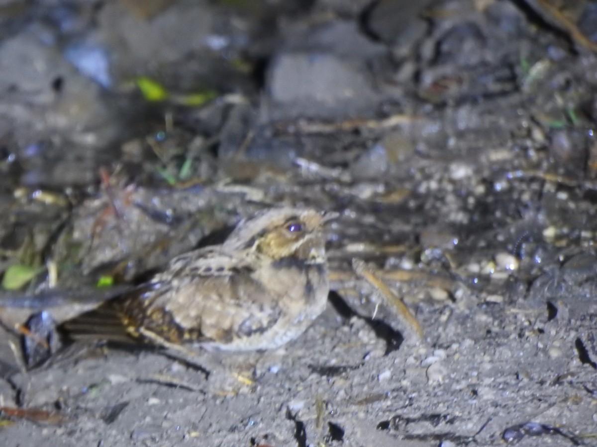 Common Pauraque - ML644389142