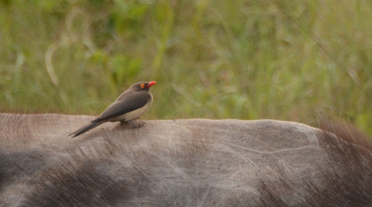 Red-billed Oxpecker - ML644389143