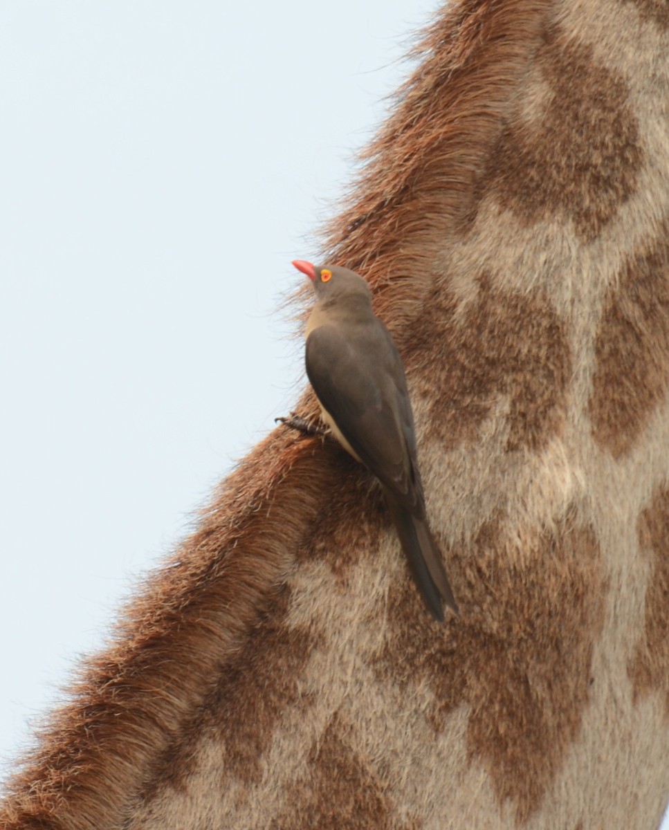 Red-billed Oxpecker - ML644389144