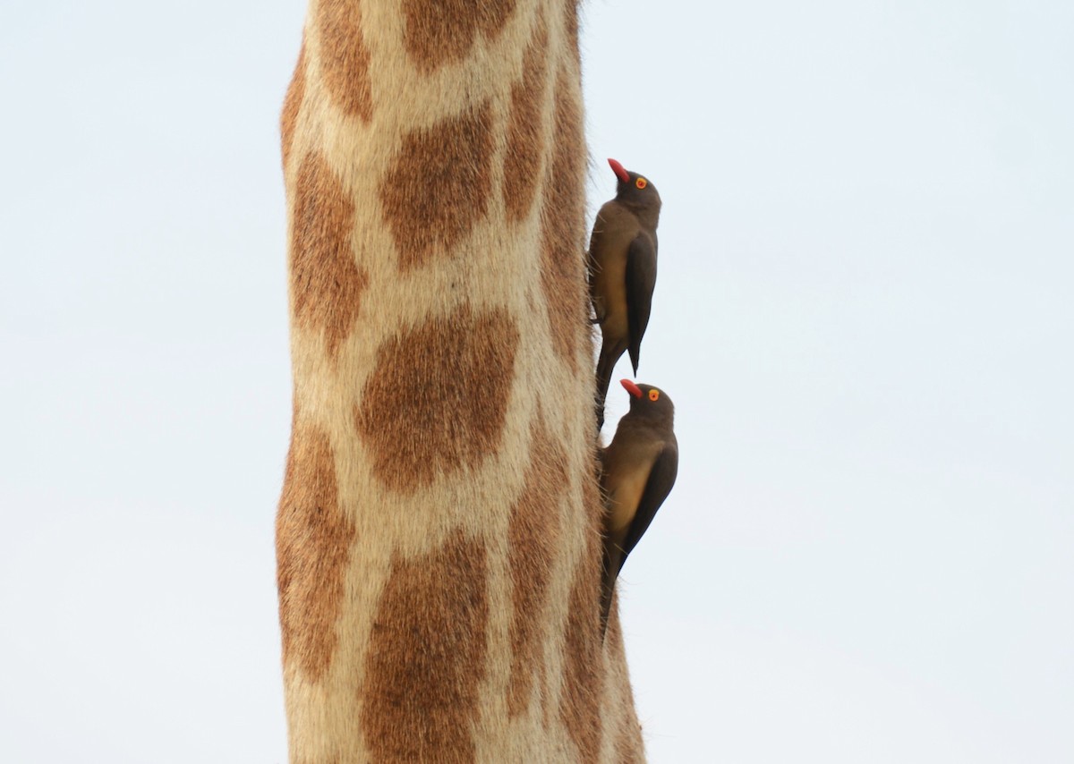 Red-billed Oxpecker - ML644389145