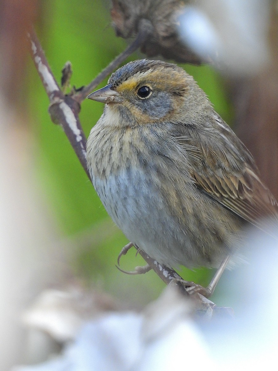 nålstjertspurv - ML644389146