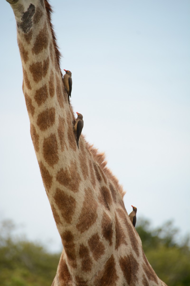 Red-billed Oxpecker - ML644389147