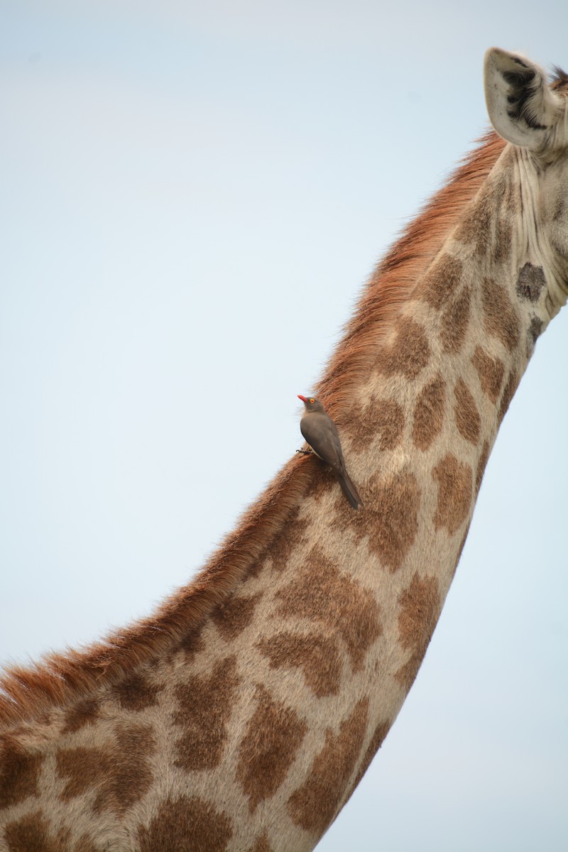 Red-billed Oxpecker - ML644389148