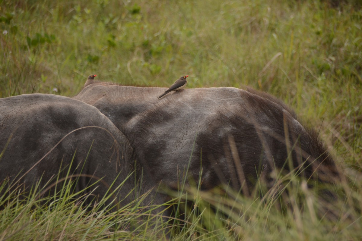 Red-billed Oxpecker - ML644389149