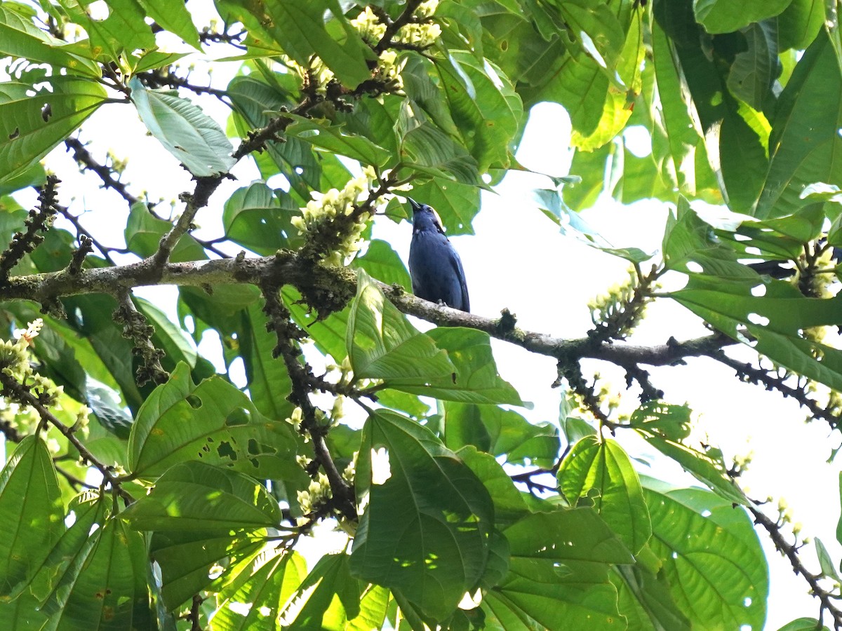 Opal-crowned Tanager - ML644389150