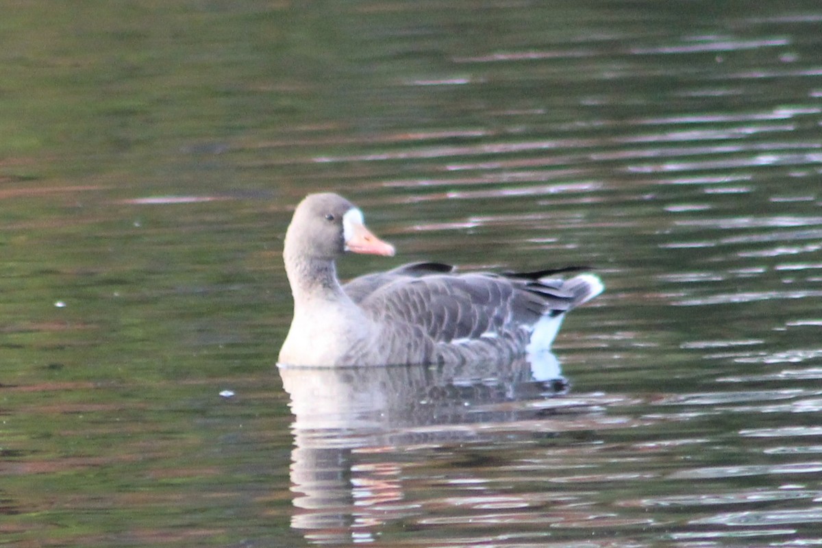 Greater White-fronted Goose - ML644389152
