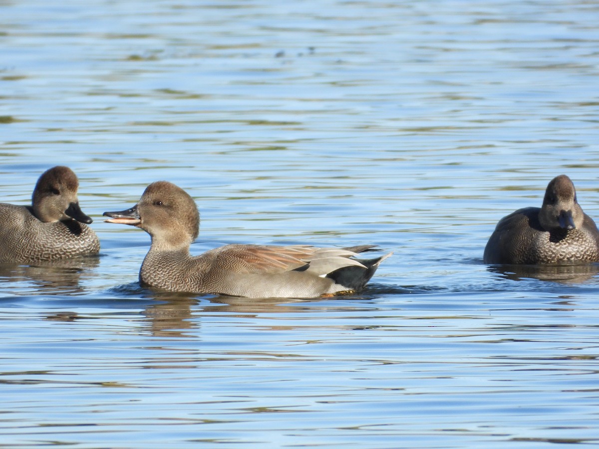 Schnatterente - ML644389155