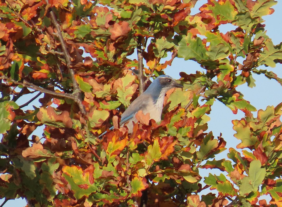 カリフォルニアカケス - ML644389160