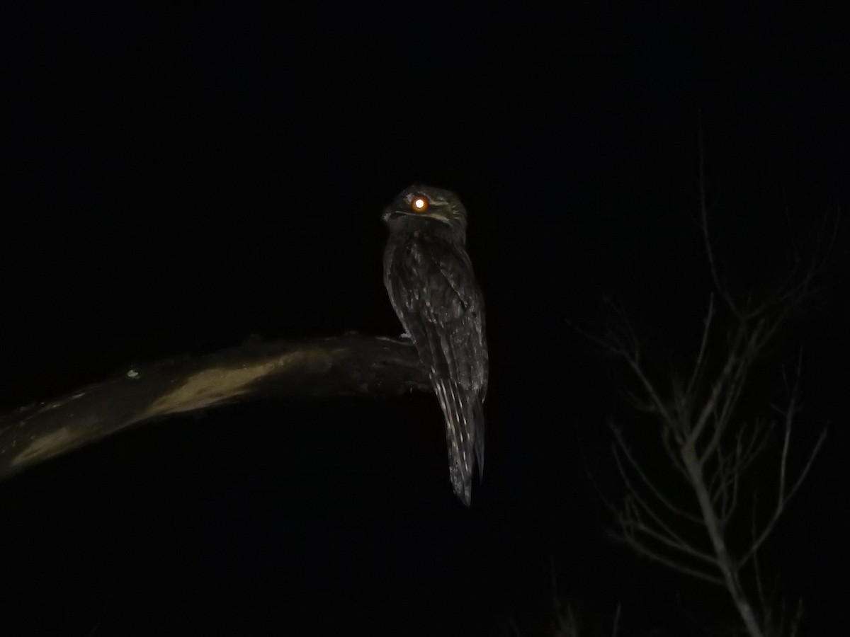 Ibijau gris - ML644389163