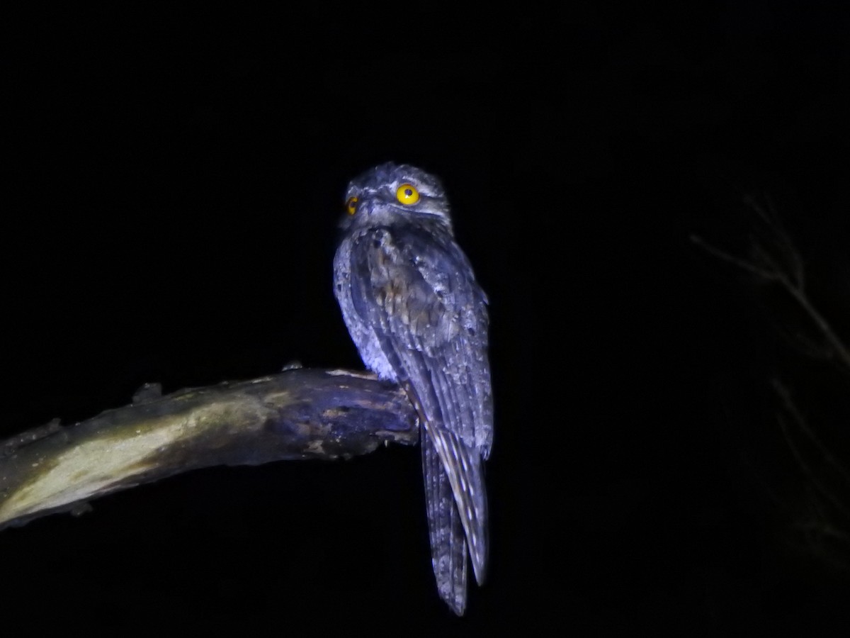 Ibijau gris - ML644389164