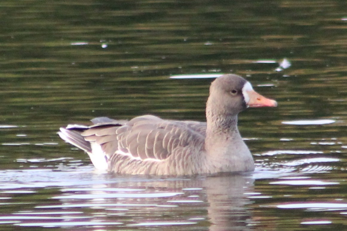 Greater White-fronted Goose - ML644389169