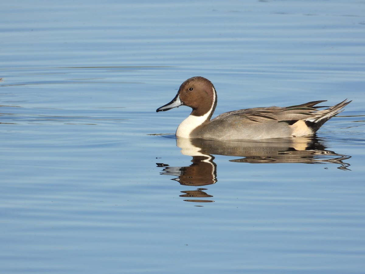 Spießente - ML644389171