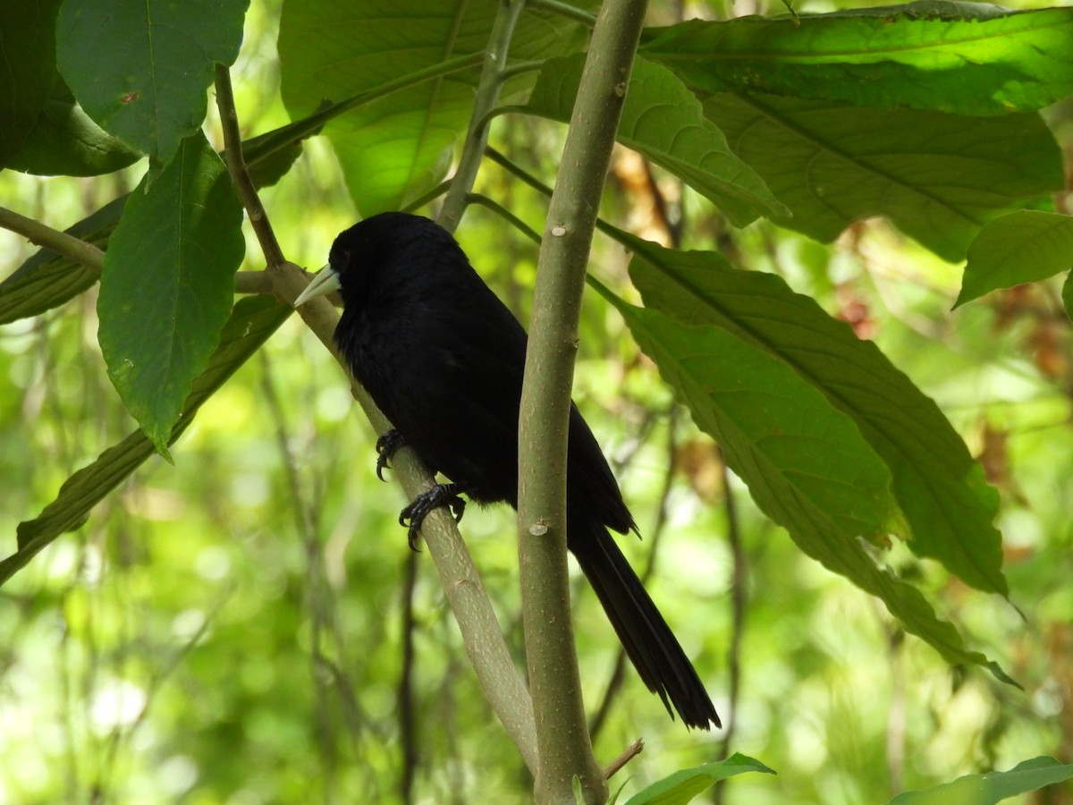 Solitary Black Cacique - ML644389175